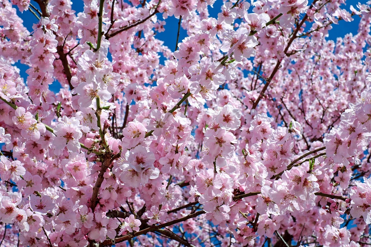 桜の咲く通学路。2026年4月の高校無償化・所得制限撤廃をイメージした春の風景