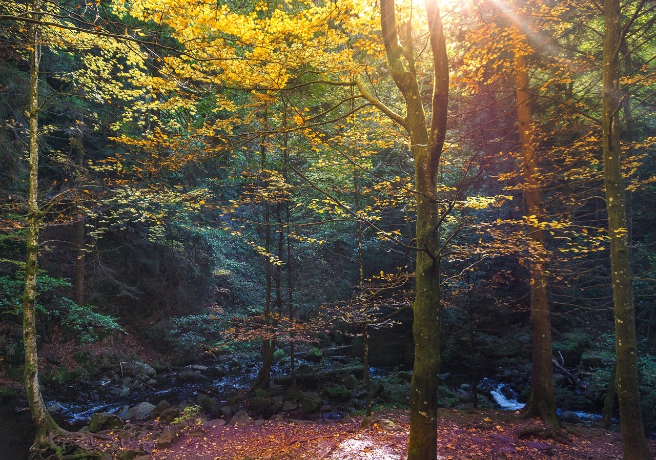 紅葉した木々の間から光が差し込む静かな森の渓流の風景写真
