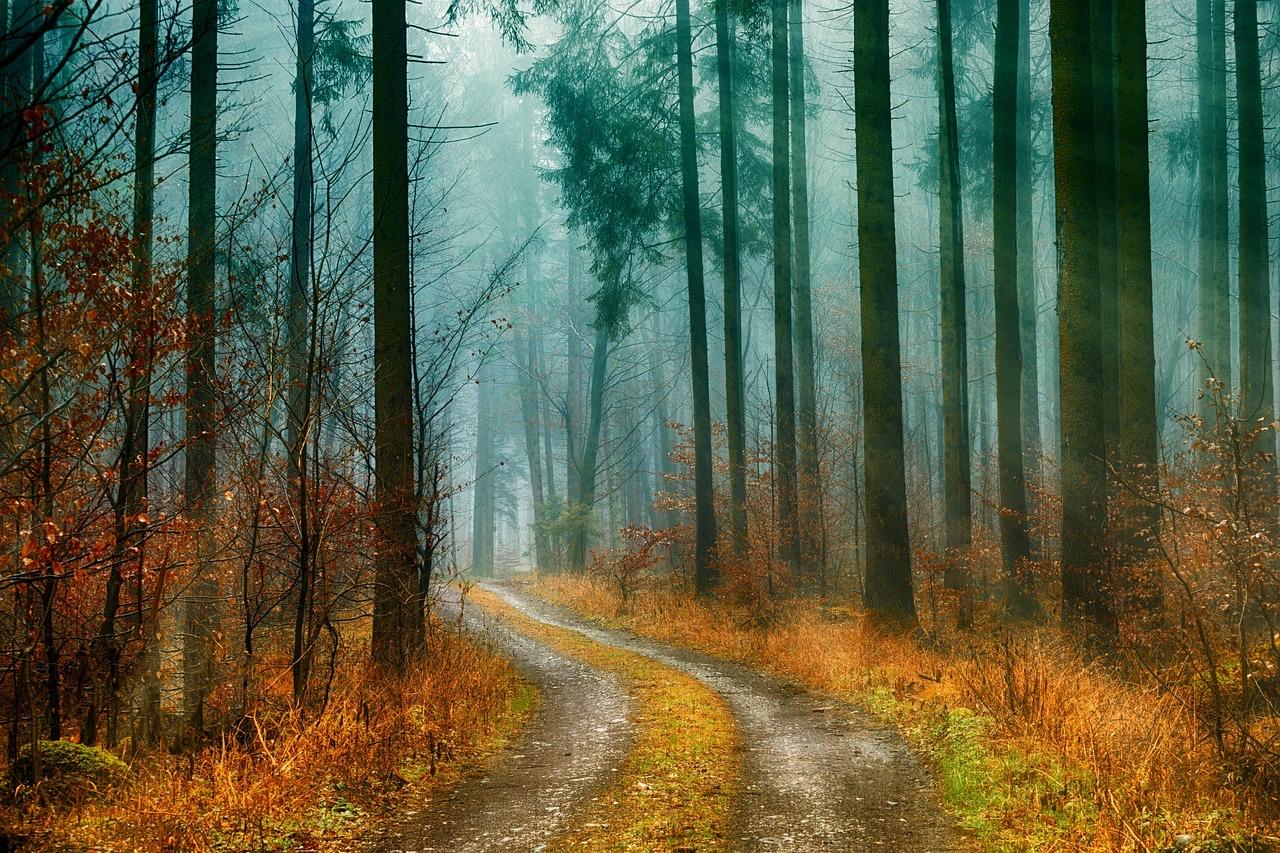 退職という人生の節目を象徴する秋の木漏れ日が差す小道の風景写真