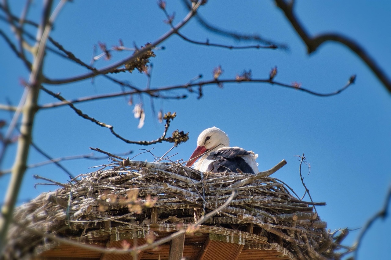 青空の下、巣に並ぶ二羽の鳥、双子・三つ子など多胎児家庭を思わせる情景