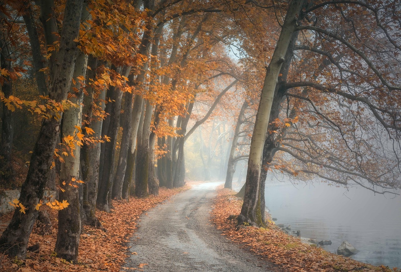 紅葉した森を抜ける小道、長く続いてきた制度の歴史を象徴する風景