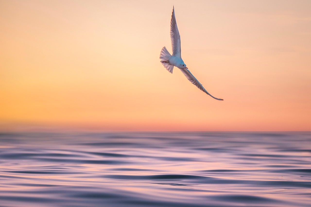 夕暮れの海面を飛ぶ一羽の鳥、これから見えてくる制度の行方をイメージした風景
