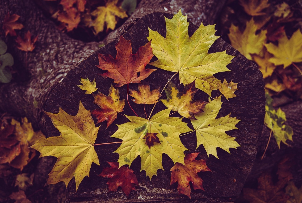紅葉したもみじの葉、制度が新しく生まれ変わる季節の変わり目のイメージ