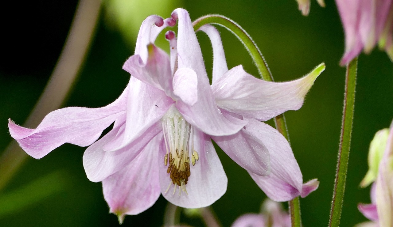 淡いピンクの花がやさしく咲く風景・小規模企業共済とiDeCoの出口を落ち着いて考える