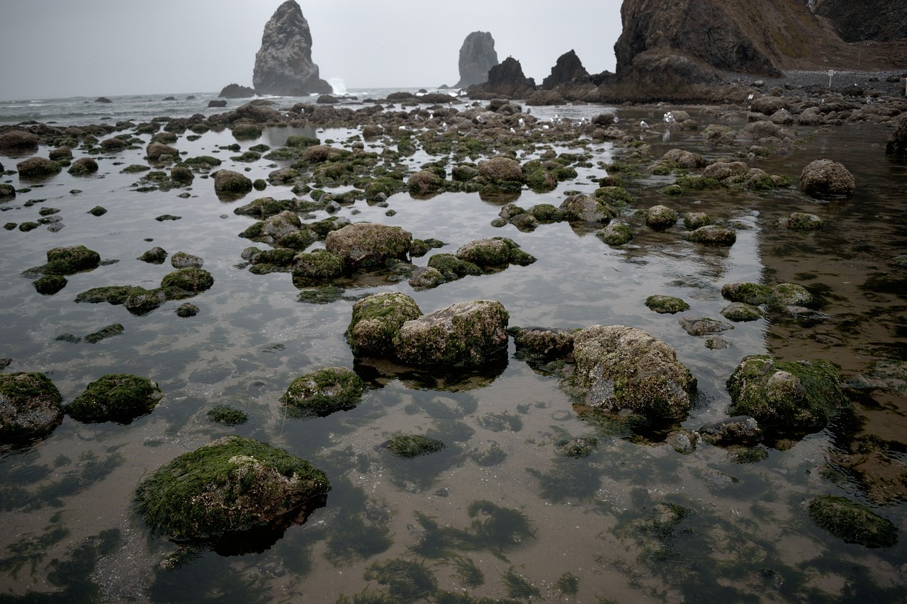潮だまりの岩と海岸の風景、個人版事業承継税制を丁寧に整理するイメージ